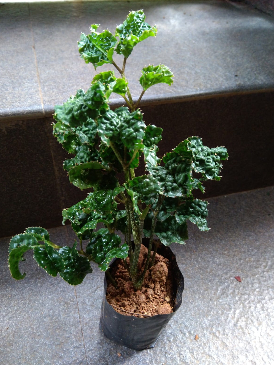 Polyscias Guilfoylei Blackie (Black Aralia) Outdoor Plant