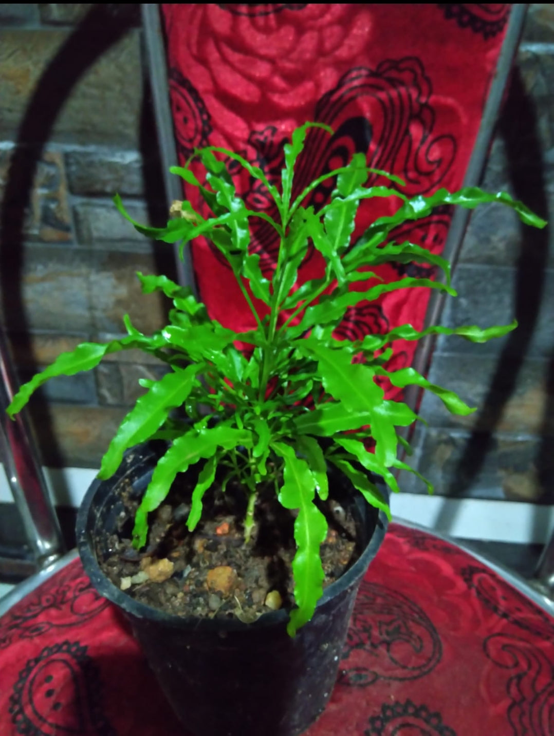 Ball Aralia Long (Outdoor Plant)