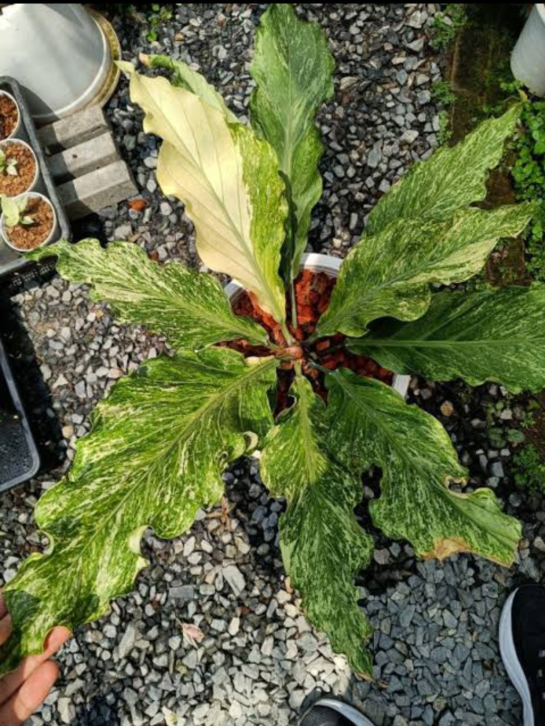 indoor wave of love plant Anthurium Wave Of love Mint Veriegated (Semishade plant) – ASHIYANA STORE