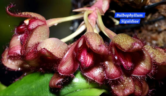 Bulbophyllum Sigaldiae