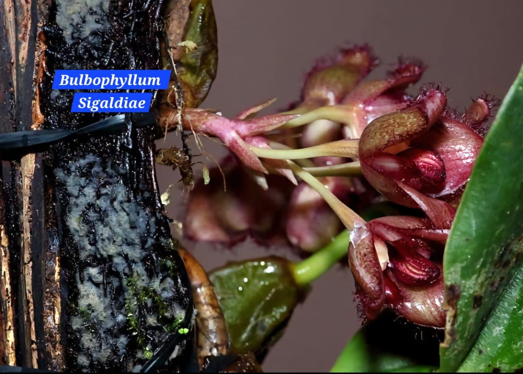 Bulbophyllum Sigaldiae