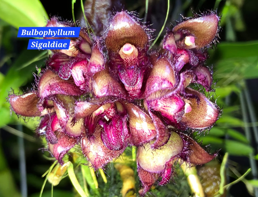 Bulbophyllum Sigaldiae