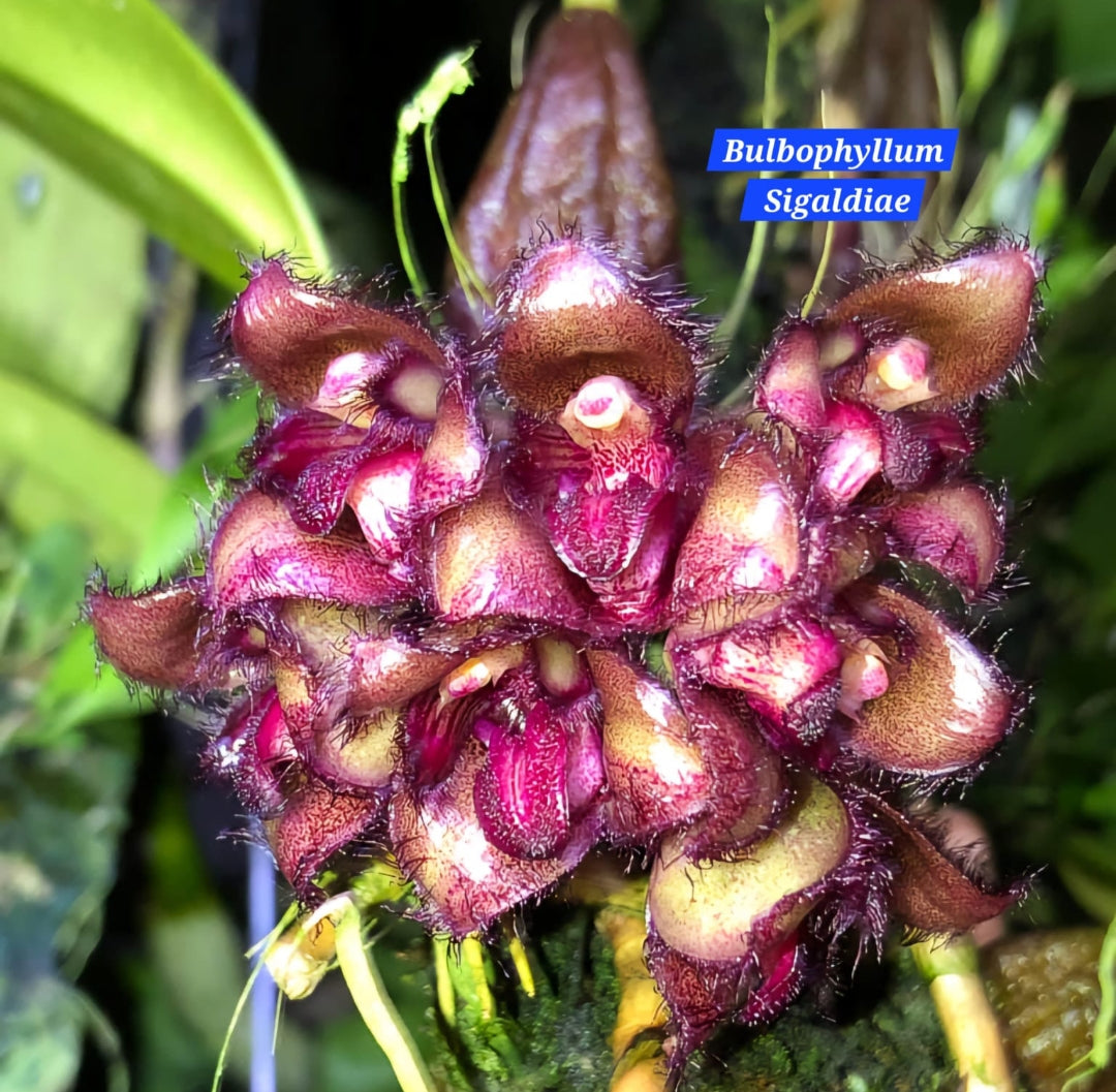 Bulbophyllum Sigaldiae