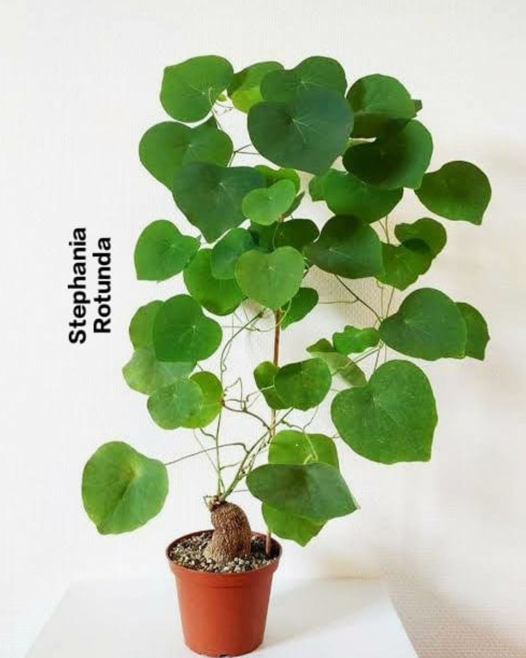 Stephania Rotunda (Low maintenance plant)