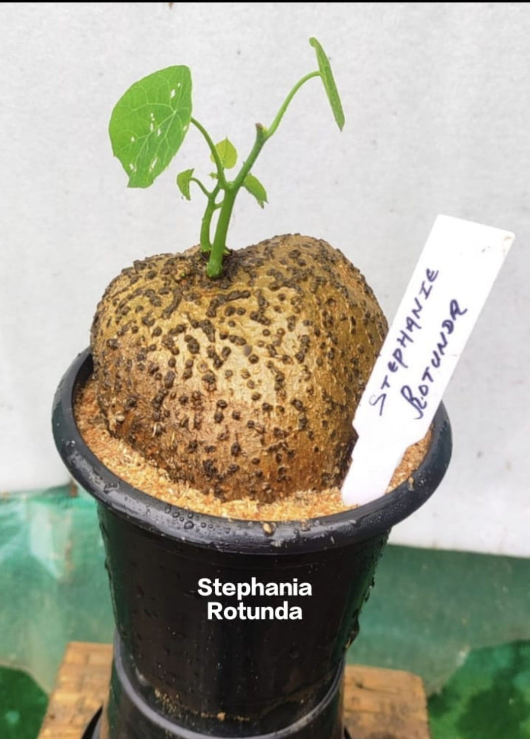 Stephania Rotunda (Low maintenance plant)