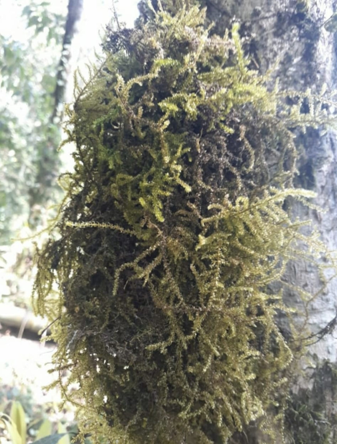 Spagnum Moss 1 kilograms