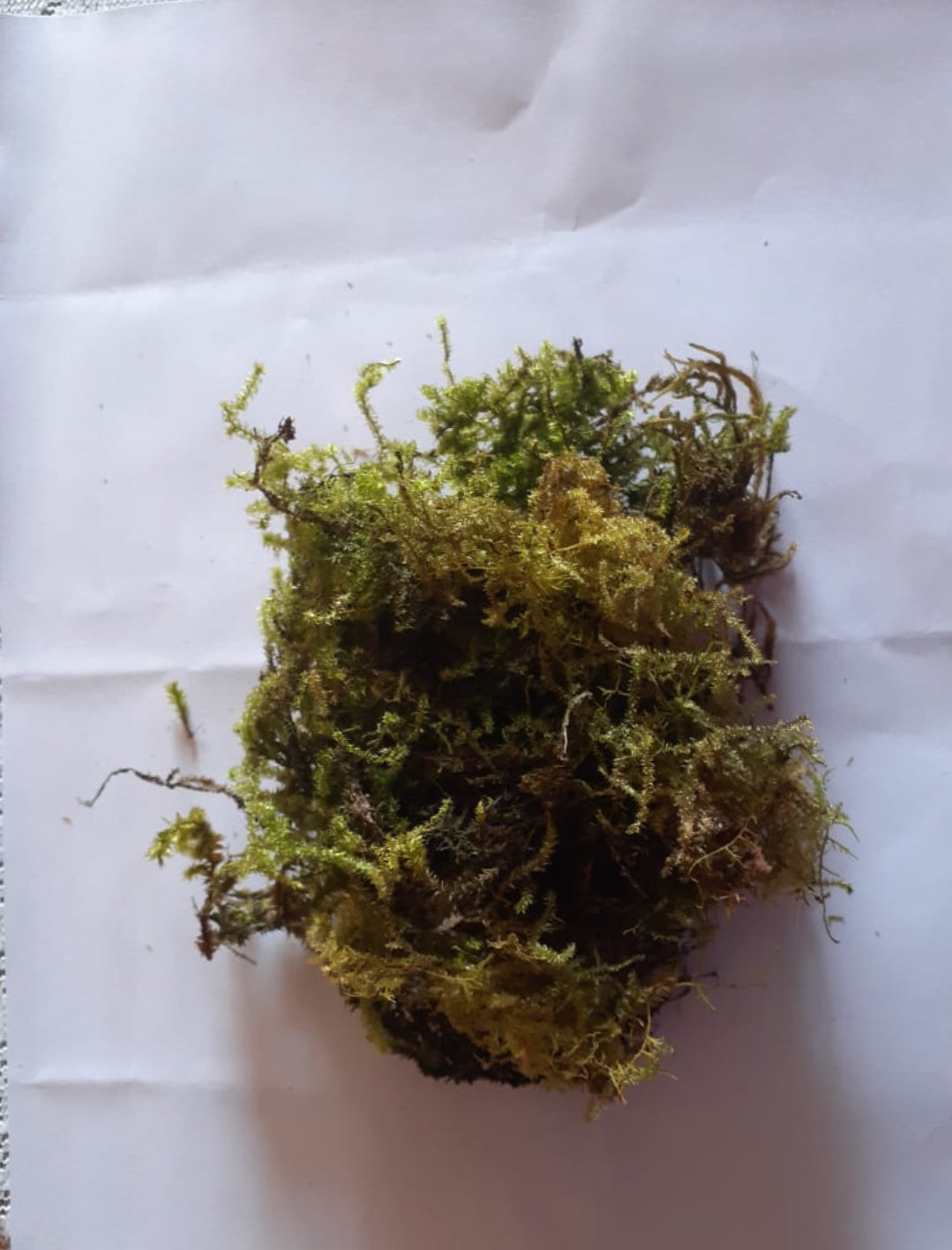Spagnum Moss 1 kilograms