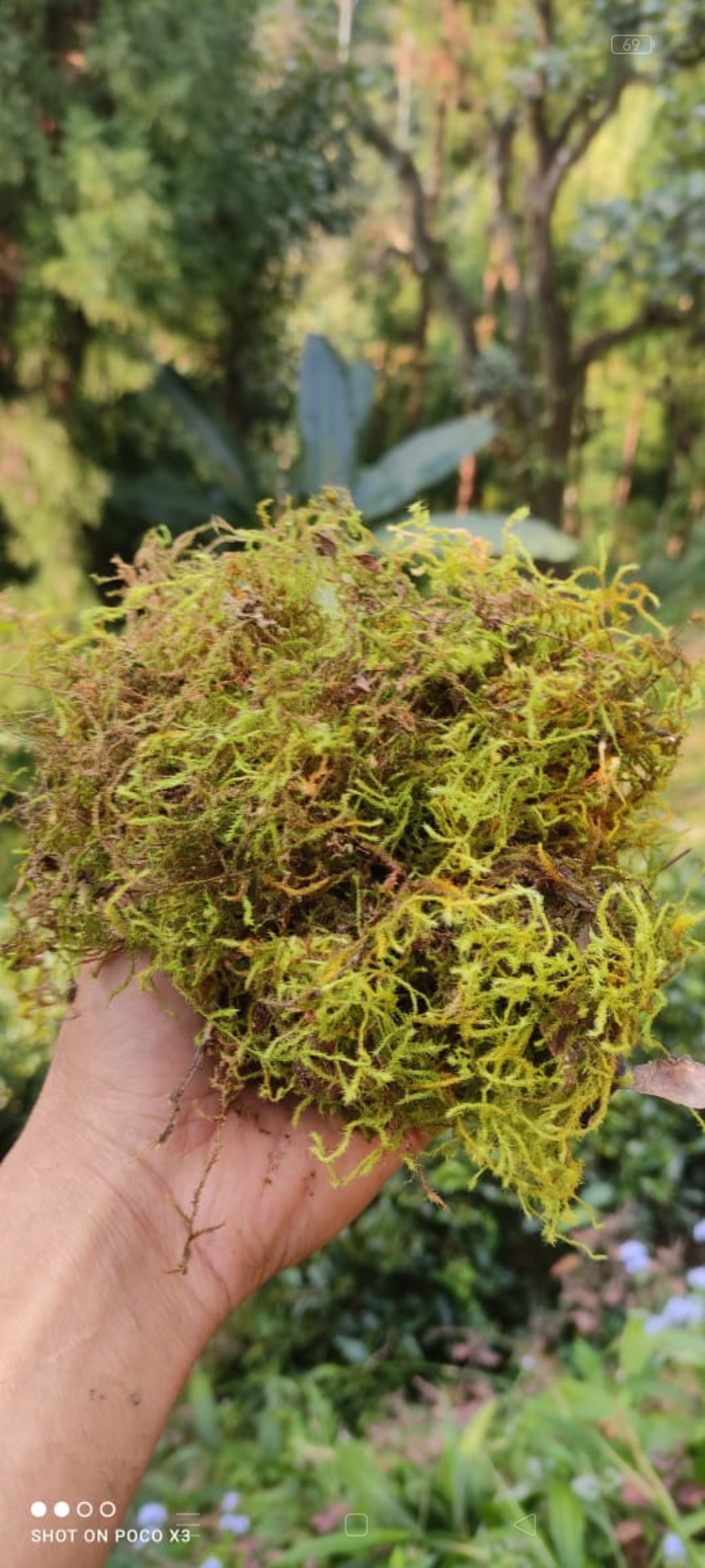 Spagnum Moss 1 kilograms