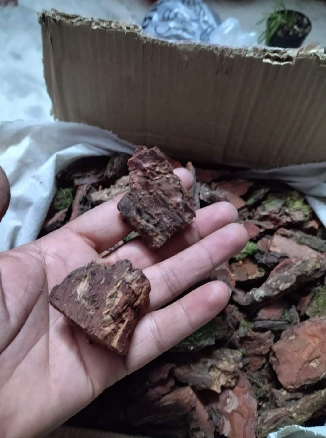 Pine bark 1 kilograms