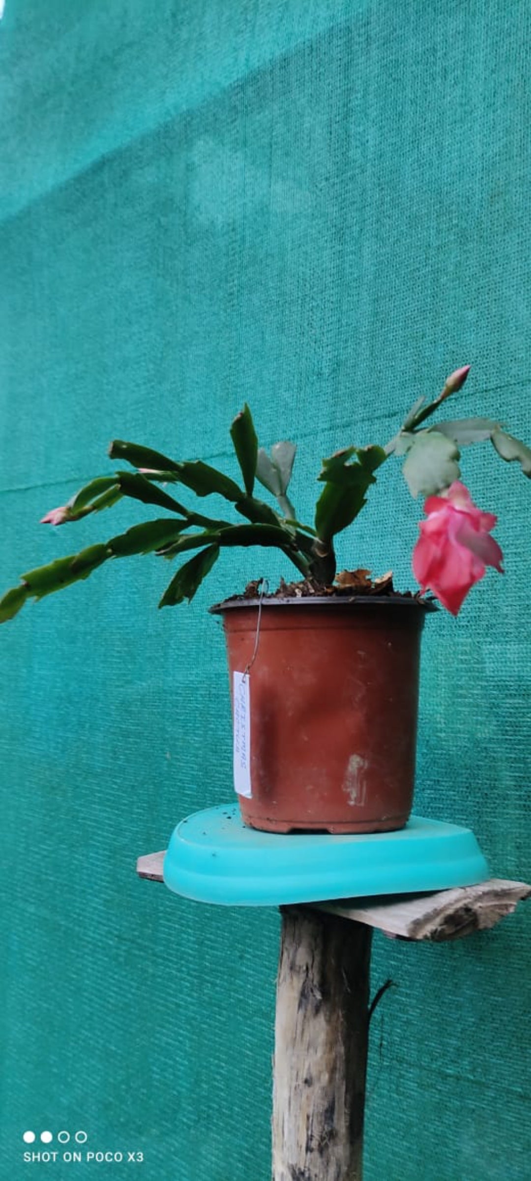 Cristmas Cactus (Pack of 4)