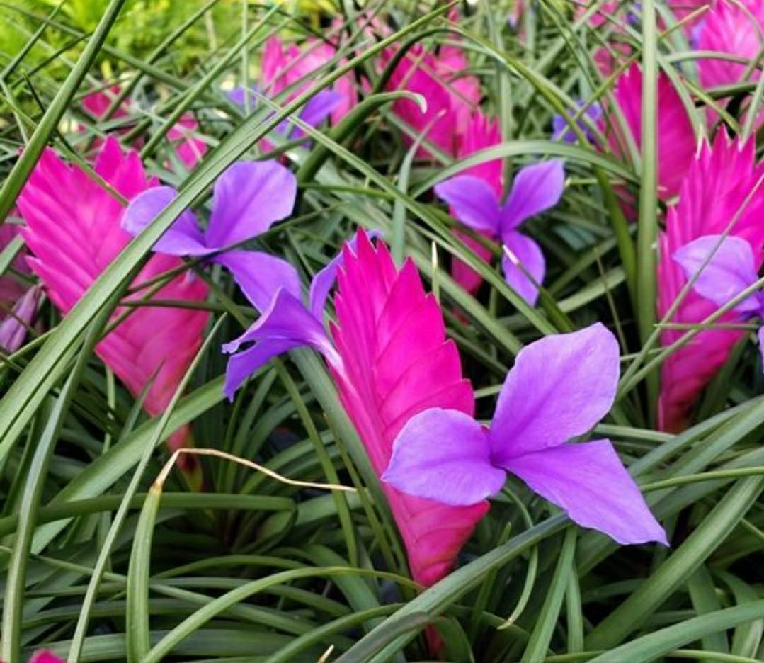 Pink Quil