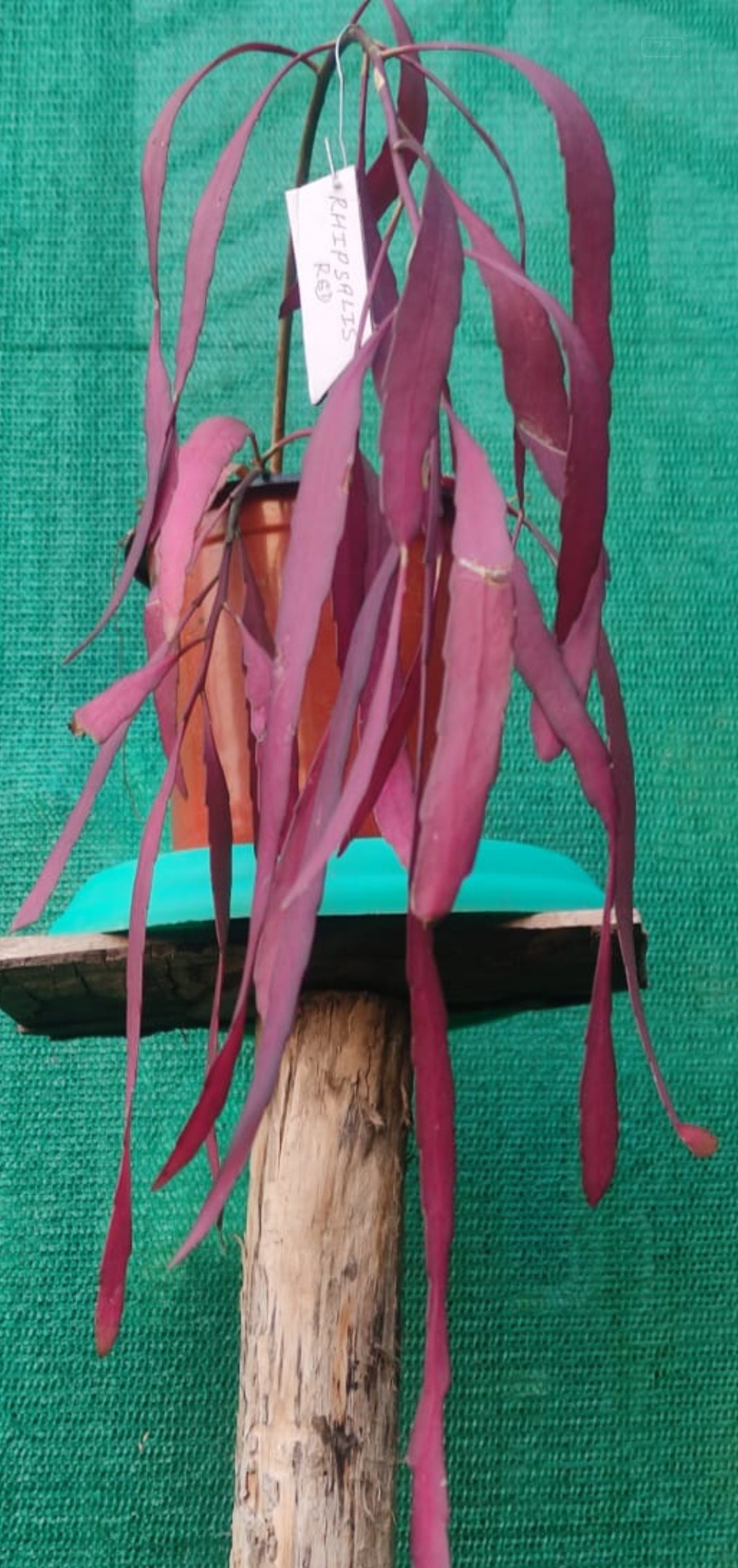 Pseudorhipsalis Ramulosa (Red Rhipsalis)