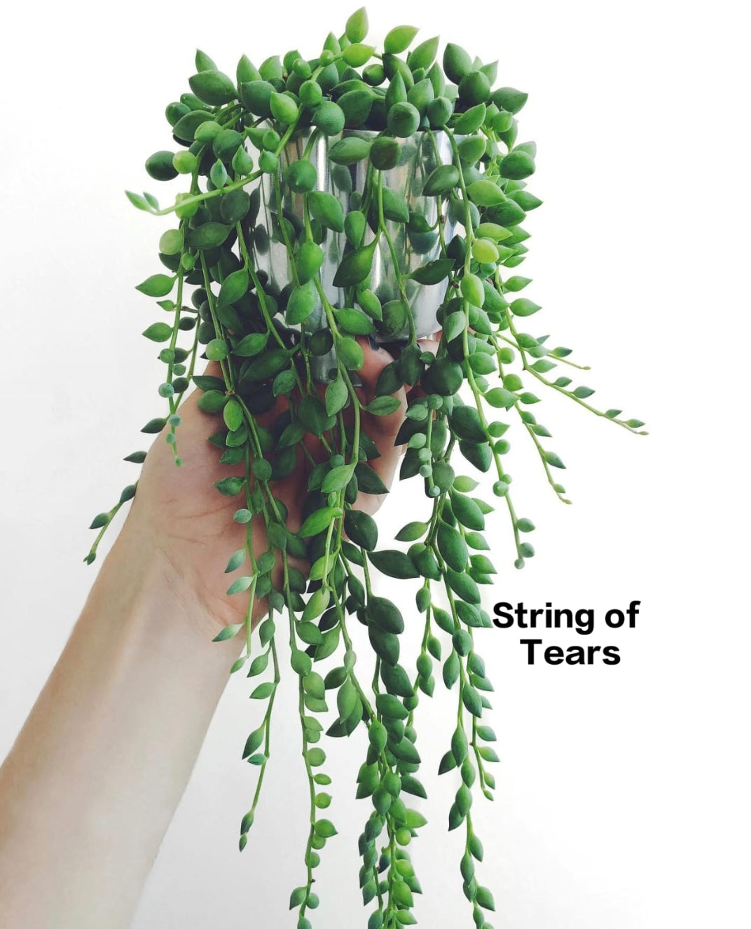 String of Tears