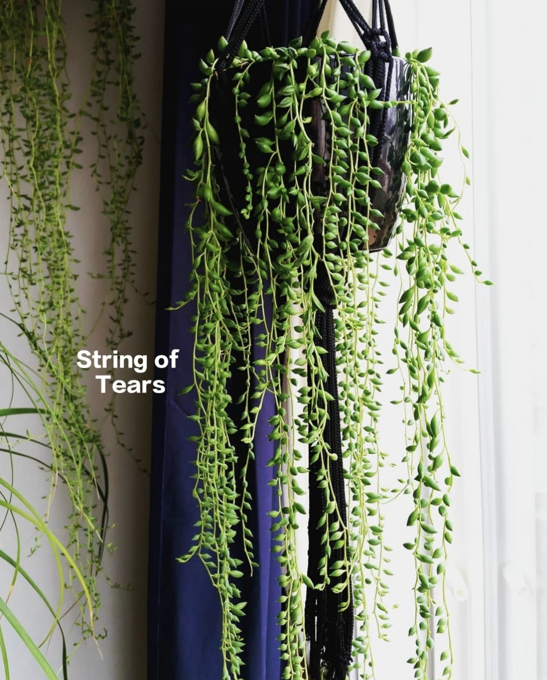 String of Tears