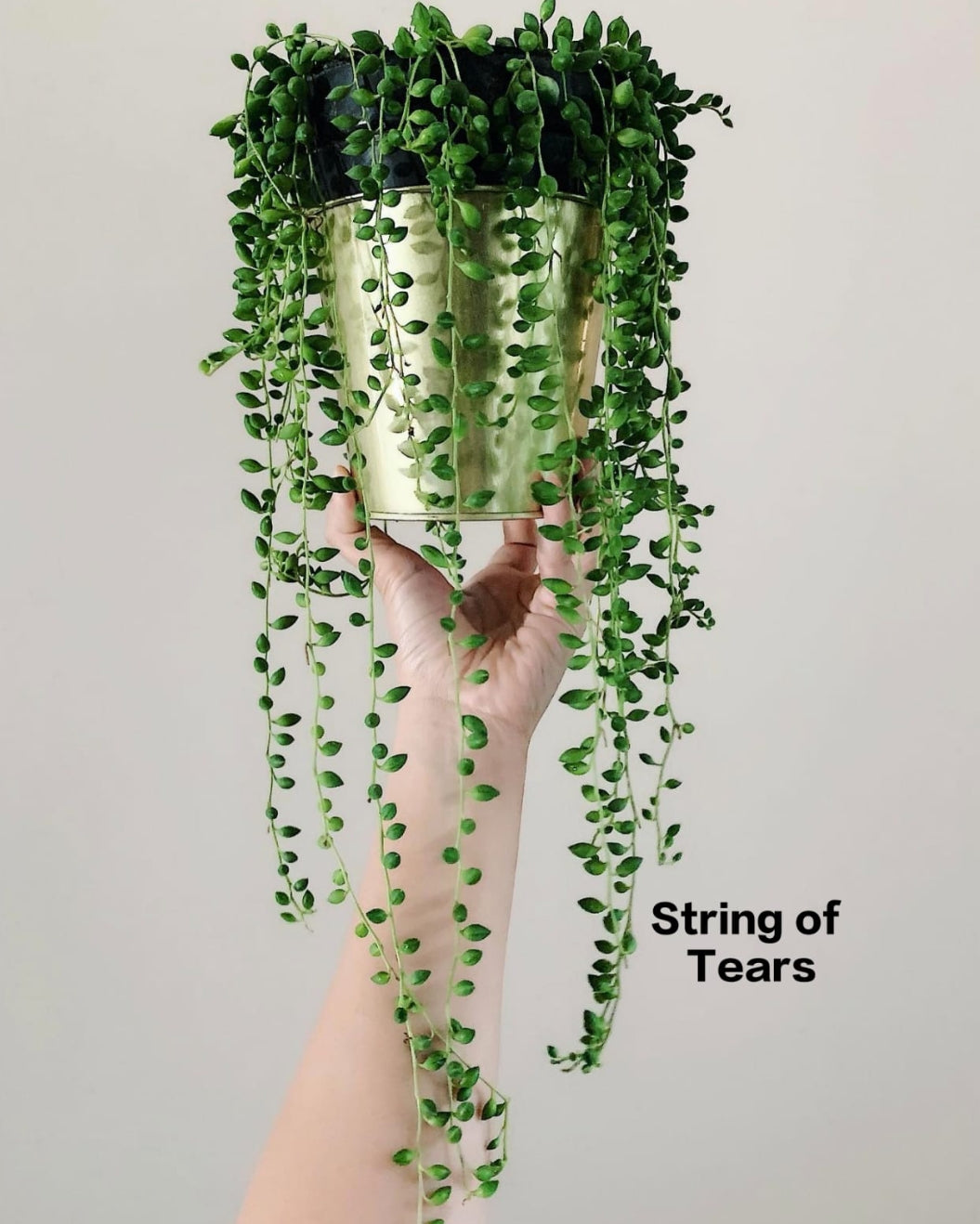 String of Tears