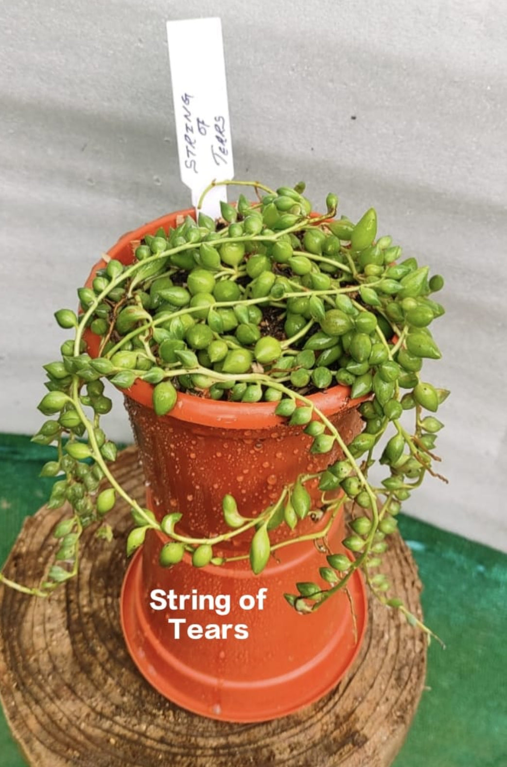 String of Tears