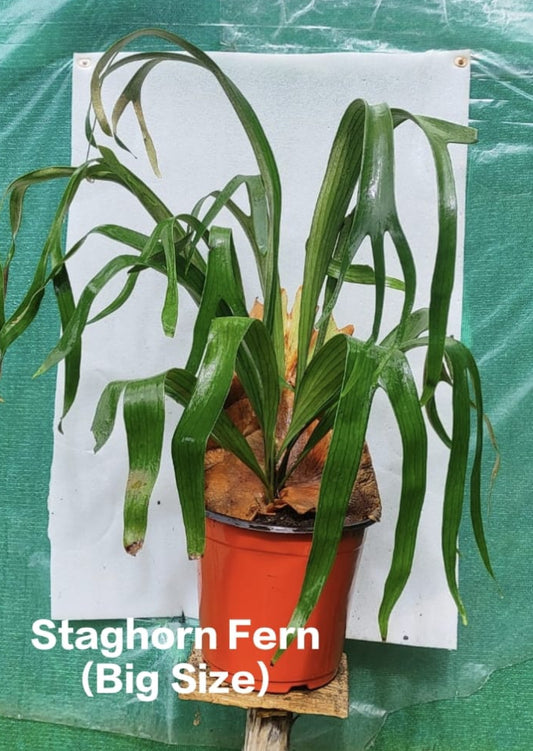 Stagehorn Fern (Big size)
