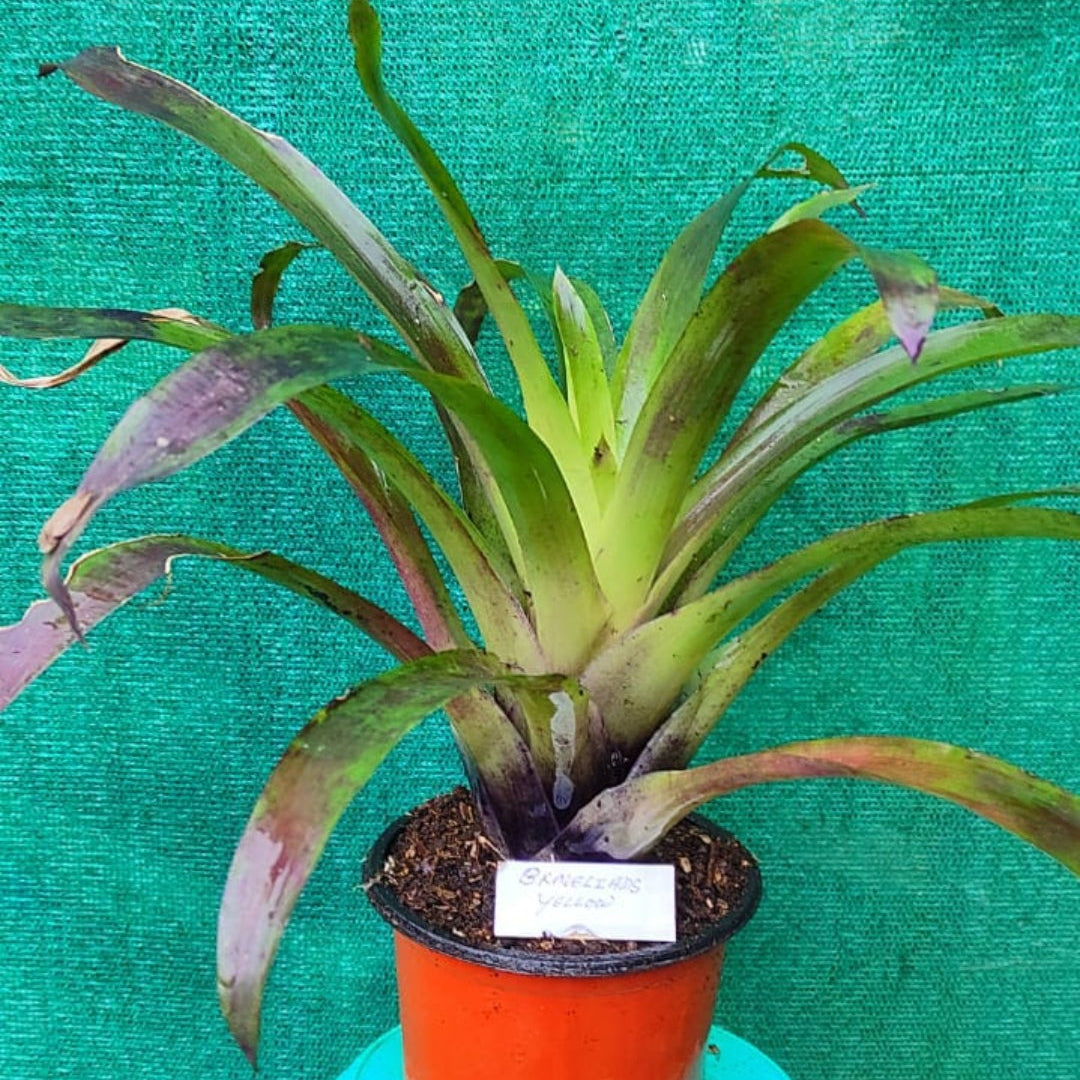 Bromeliads Yellow Mix colour plant