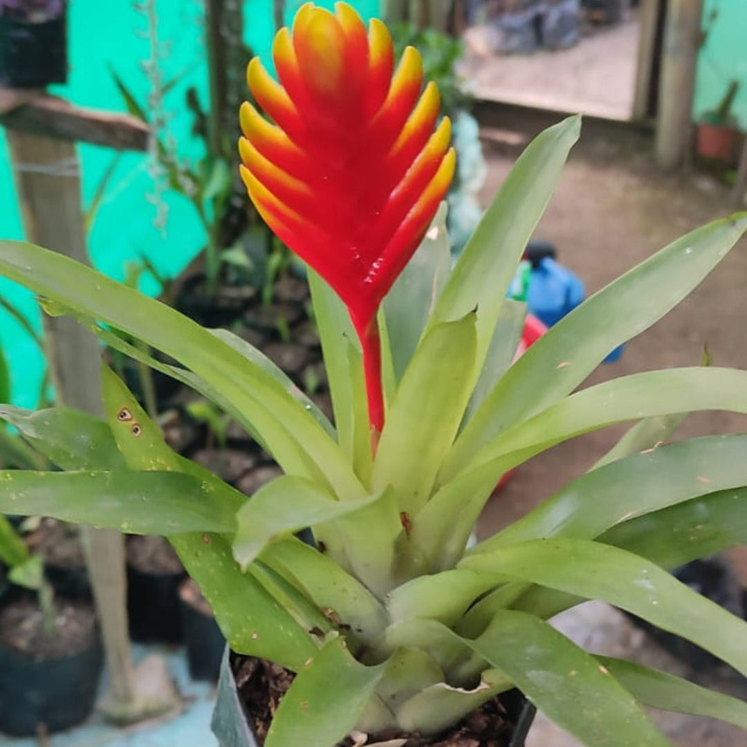 Bromeliads Yellow Mix colour plant