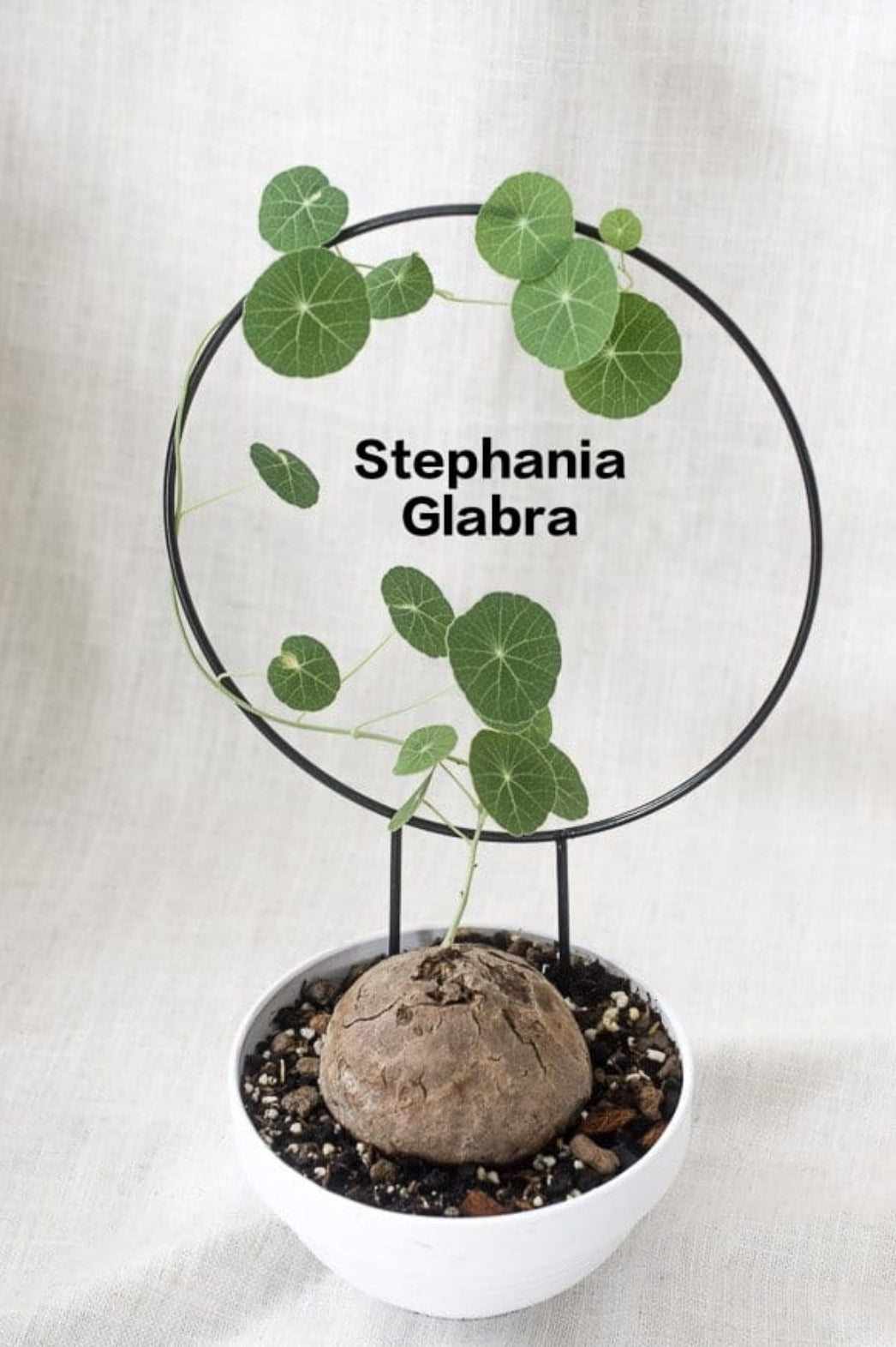 anthurium glabra Stephania Glabra (1.5 kg) – ASHIYANA STORE