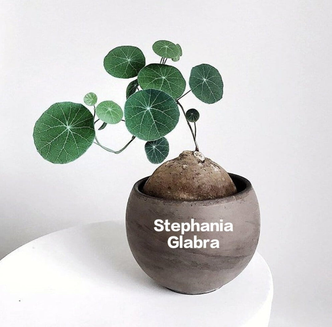 Stephania Glabra (1.5 kg)