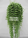Dischidia Imbricata