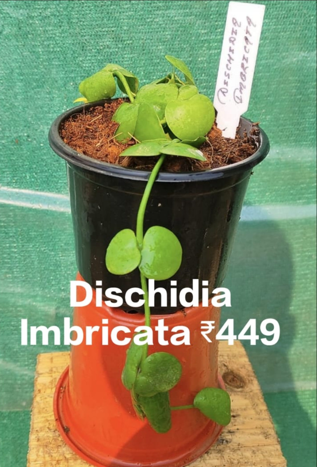 Dischidia Imbricata