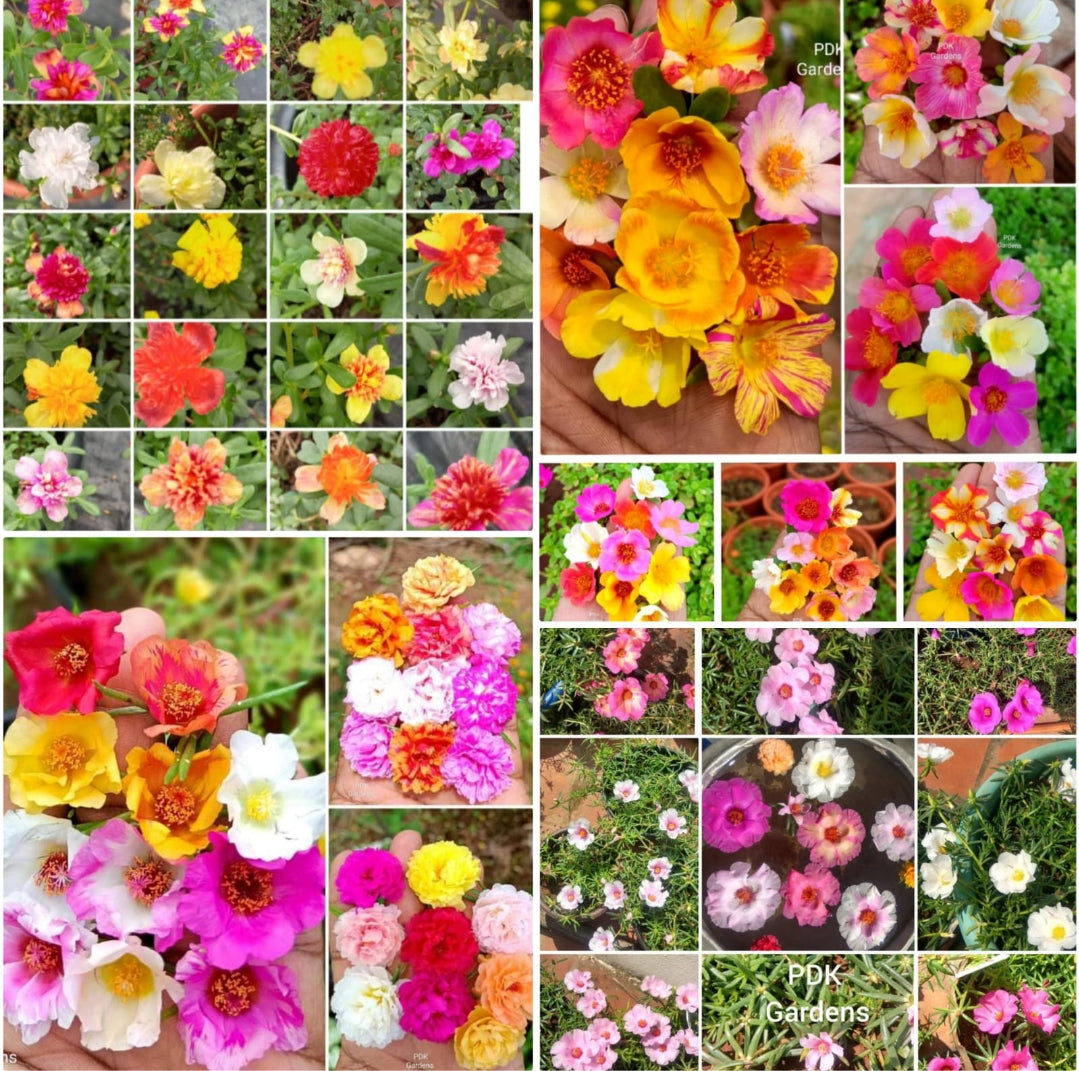 Table rose 100 cutting (Portulaca)