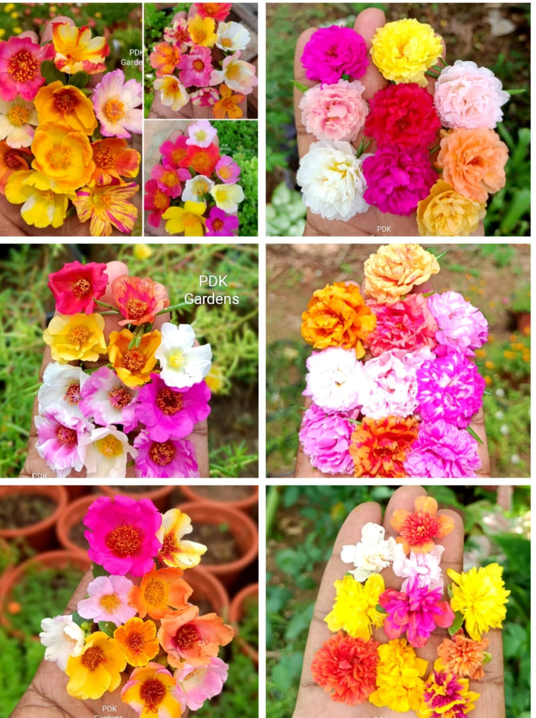 Table rose 100 cutting (Portulaca)