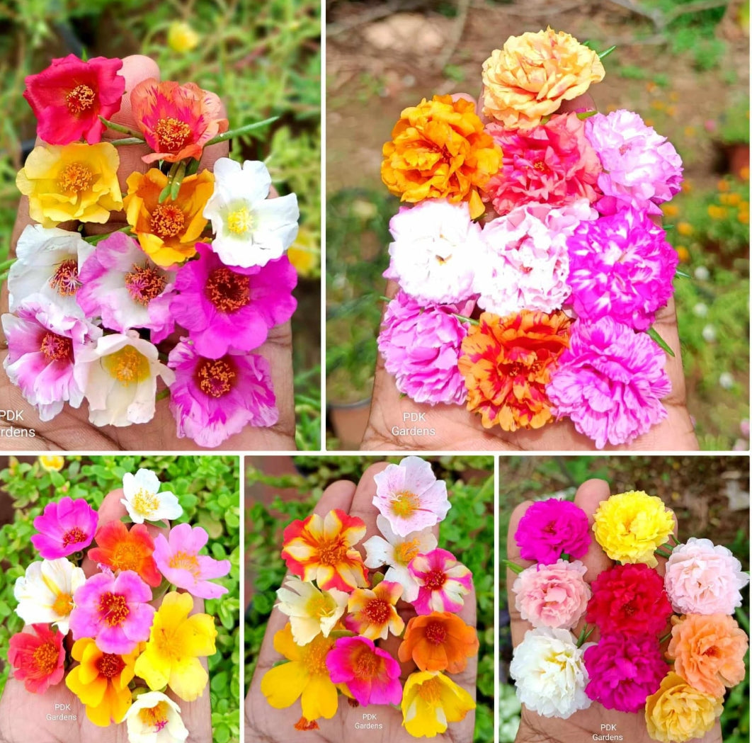 Table rose 100 cutting (Portulaca)