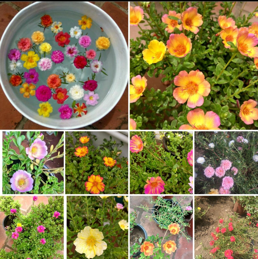 Table rose 100 cutting (Portulaca)
