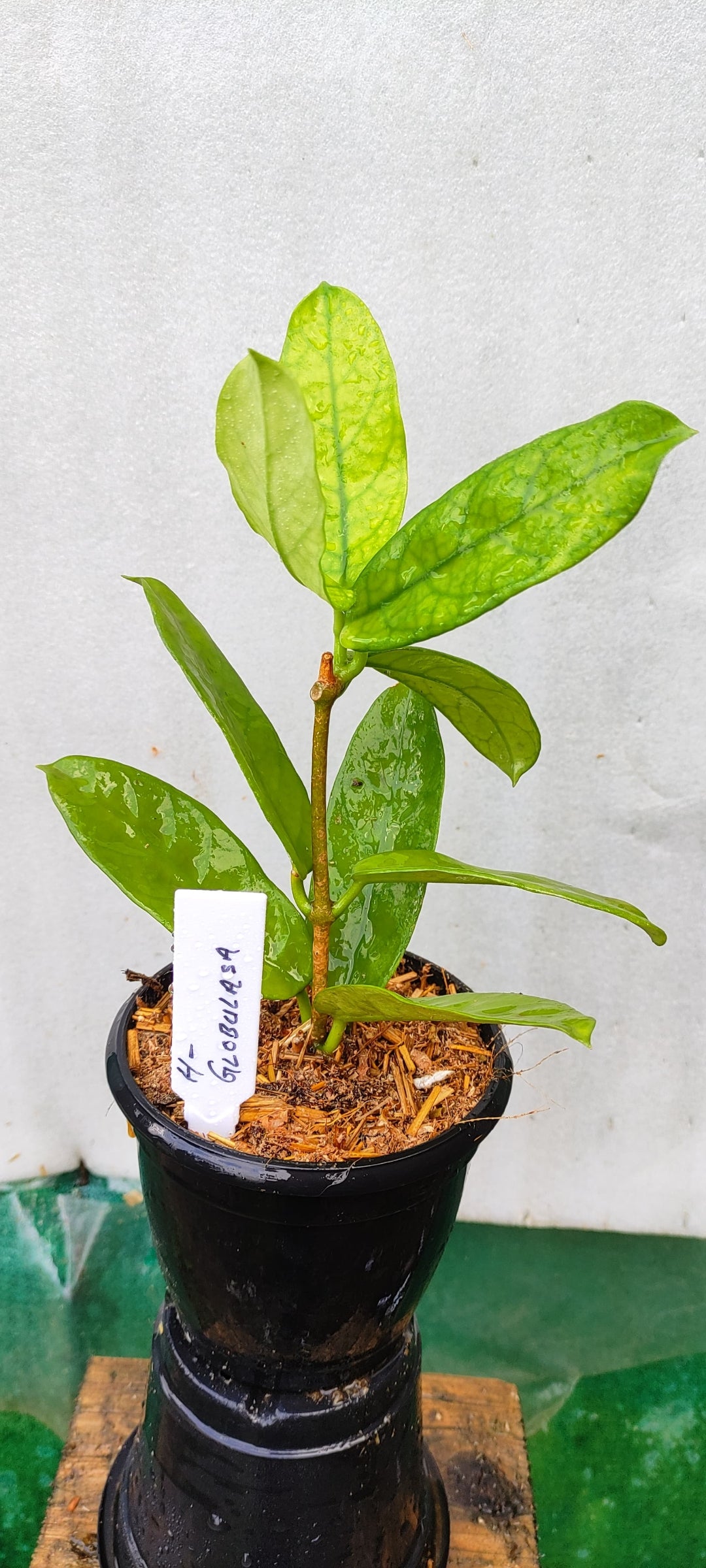 Hoya Globulasa