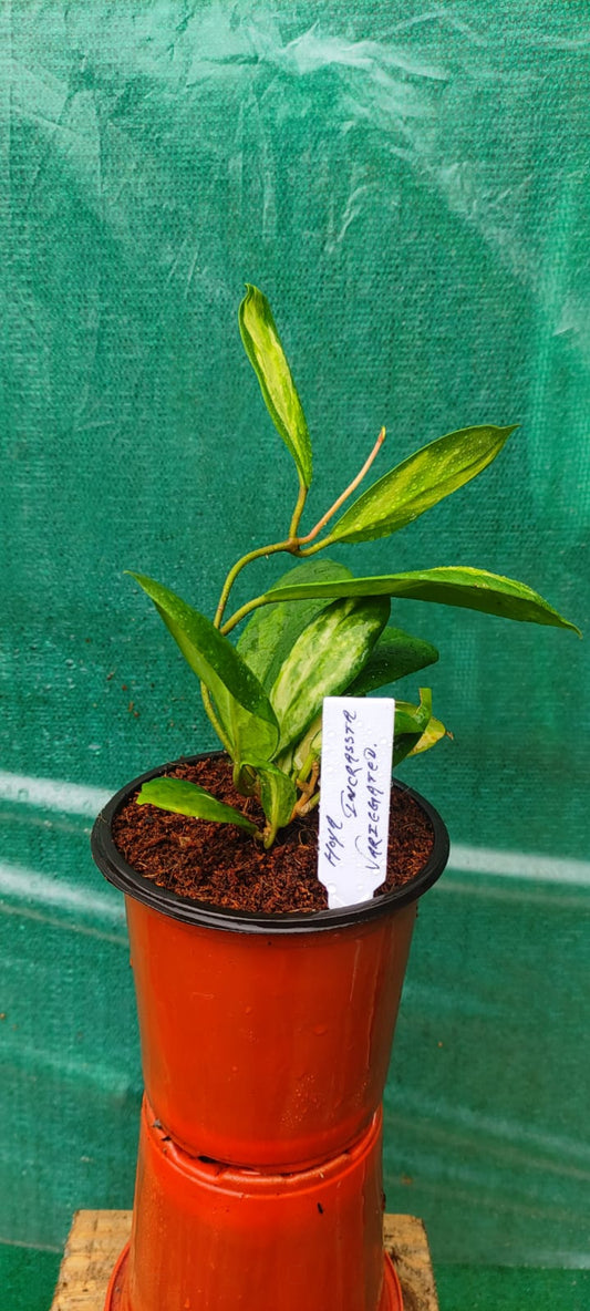 Hoya Incrassata Variegated