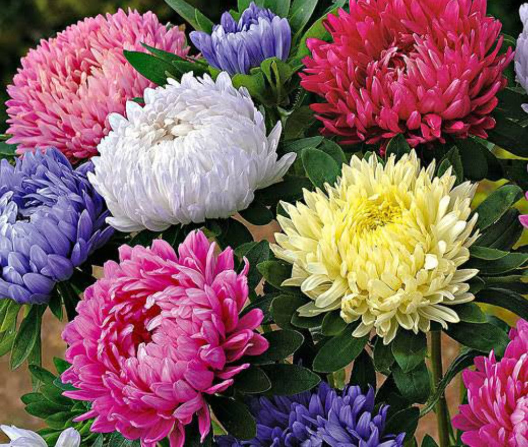 Aster mix winter flower seeds