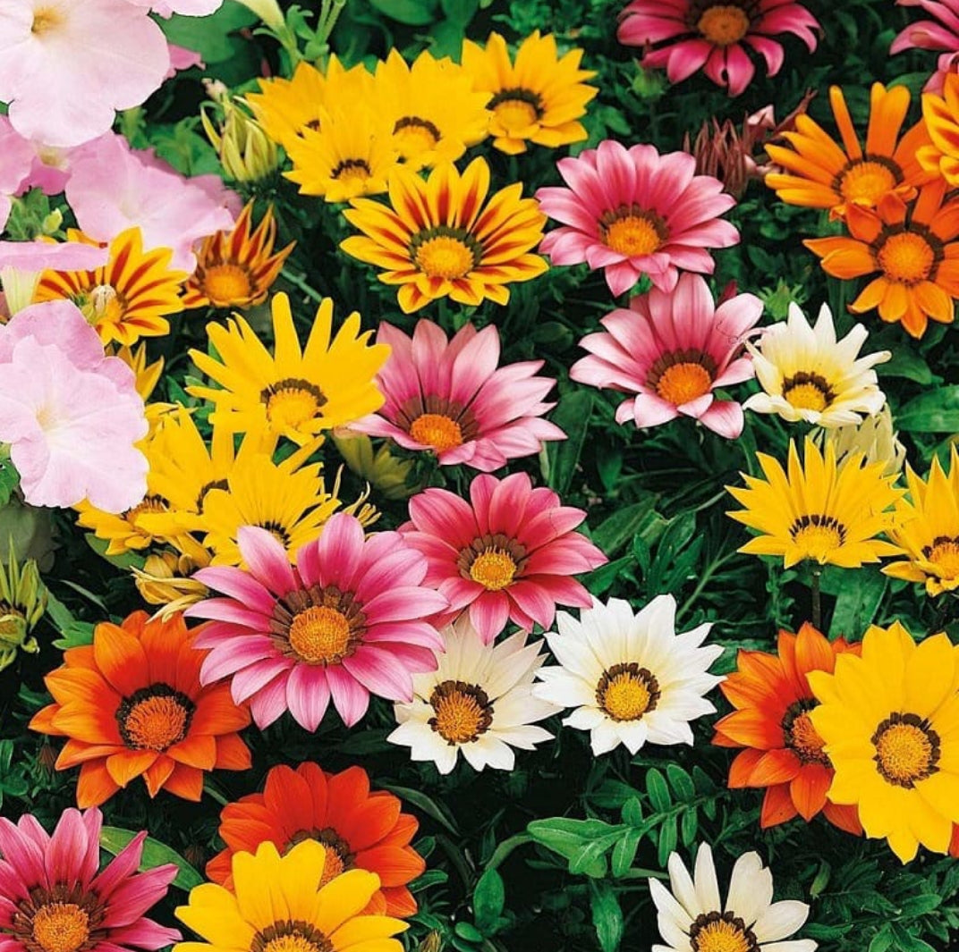 Gazania Sunshine Winter flower seeds
