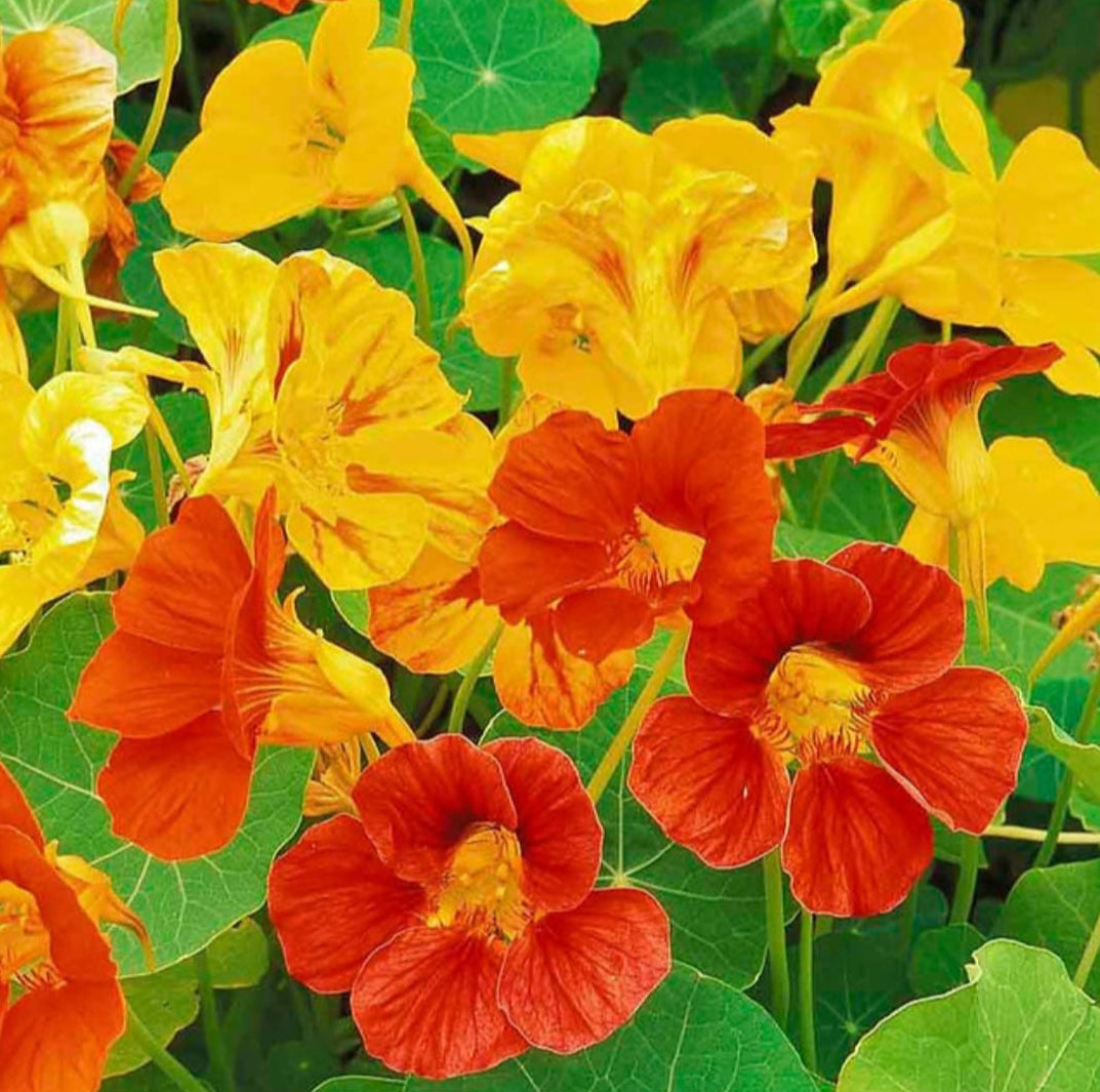 Nasturtium mix Winter flower seeds