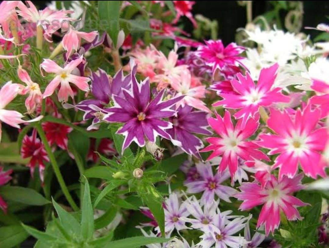 Phlox Star mix Winter flower seeds