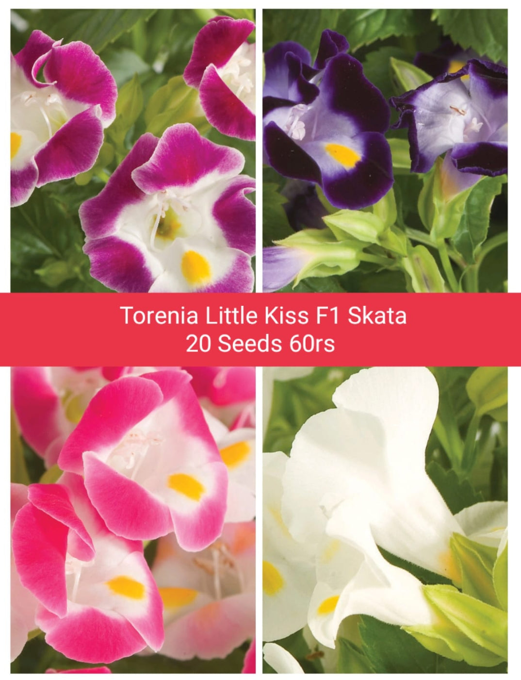 sakata flower seeds Torenia Little kiss F1 Sakata Winter flower seeds – ASHIYANA STORE