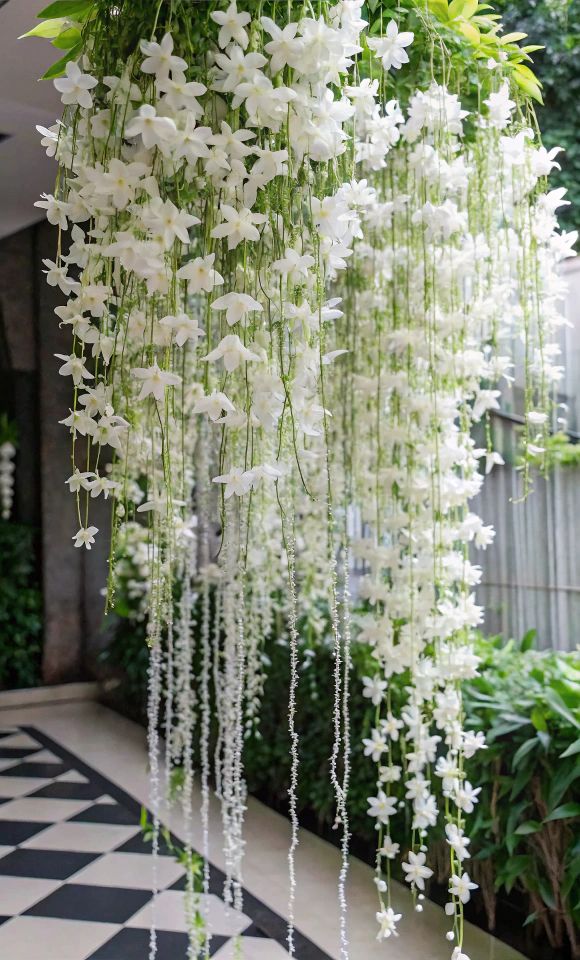 Petra volubillis white creeper plant buy now (Ashiyana Rang-E-Shweta Chaaya Vine)