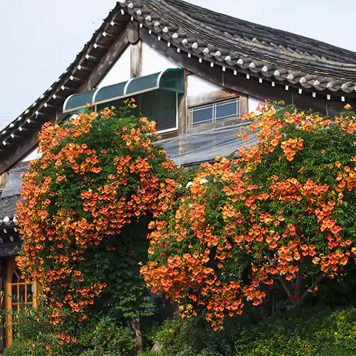 Ashiyana Rang-E-Tejotsav Vine β vibrant trumpet-shaped orange-yellow flowers with lush green foliage β a sun-loving fast-growing creeper for walls and gates.