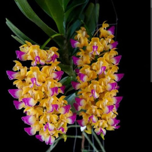 Aerides houlletiana (Golden Aerides Orchid)
