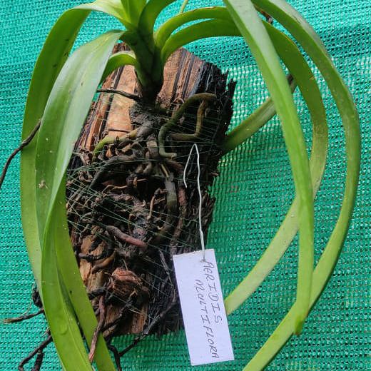 Aerides multiflora (Many-Flowered Aerides)
