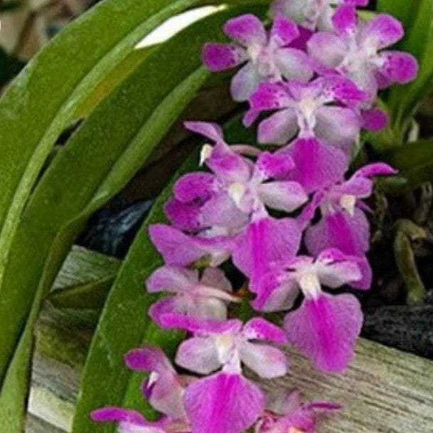 Aerides multiflora (Many-Flowered Aerides)