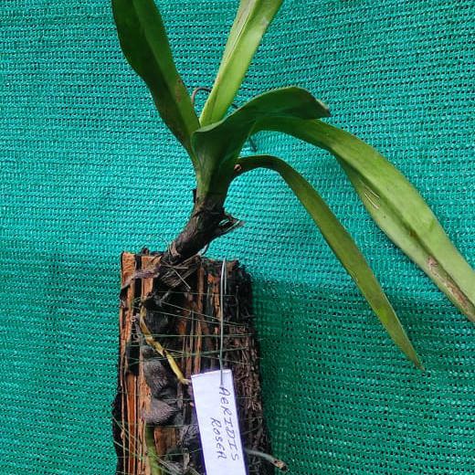 Aerides rosea (Rosy Aerides Orchid)