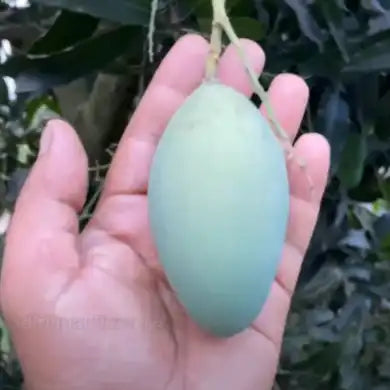 Amrapali Mango Plant β Grafted Mango Tree