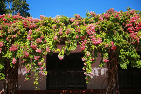 Ashiyana Rang-E-Mohabbat Vine with double-layered blooms in white, pink, and red hues – a romantic, fragrant flowering creeper for Indian gardens.