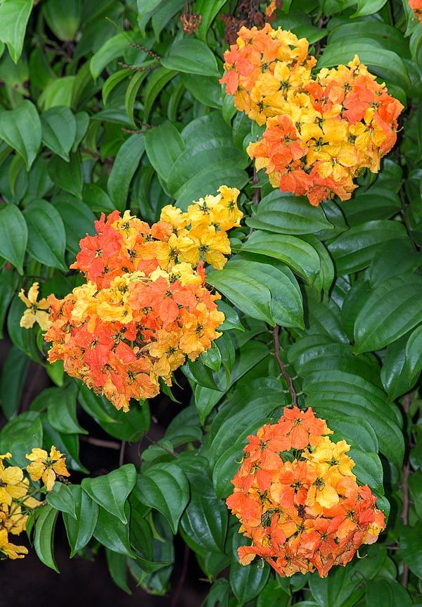 Bauhinia Coccinea Creeper Plant | Red Orchid Vine | Rare Flowering Climber
