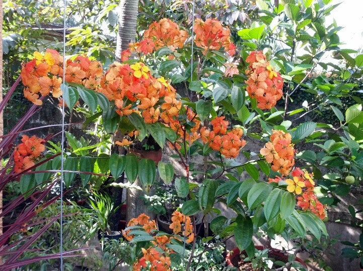Bauhinia Coccinea Creeper Plant | Red Orchid Vine | Rare Flowering Climber