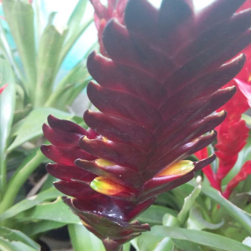 Bromeliads Dark Brown Chocolate