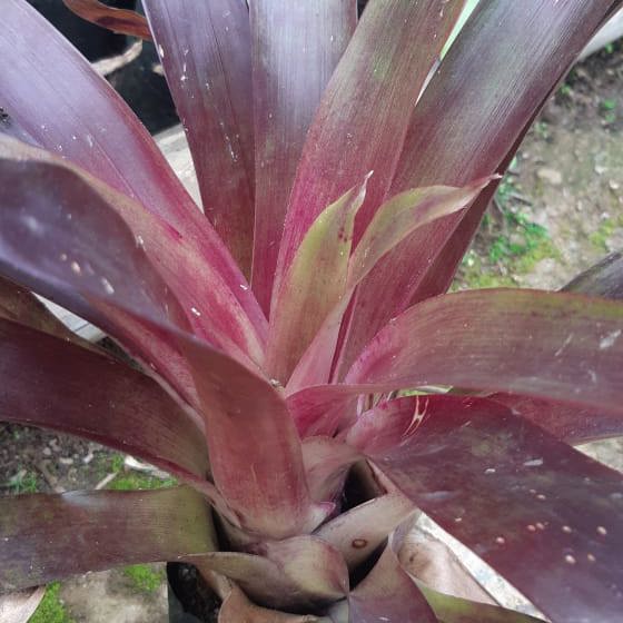 Bromeliads Dark Brown Chocolate